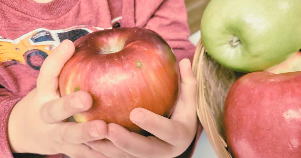 The Best Preschool Apple Activities for Homeschool.