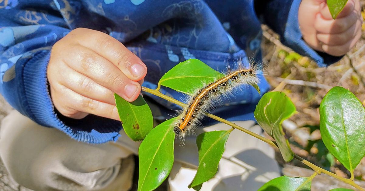 How to teach your 3-5 year old at home with Cc is for Caterpillar.