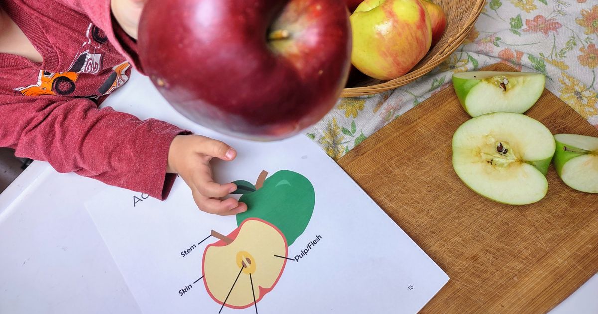 How to dissect an apple with your 3-5 year old.