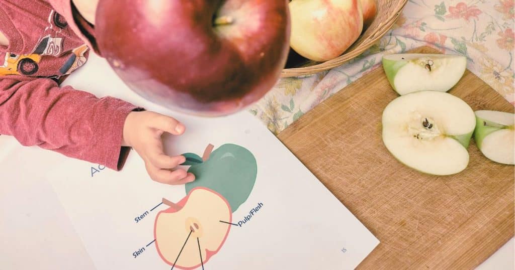 Apple dissection or kids. preschool learning at home, preschool apple activities, preschool apple books, free preschool printables, Apple facts for kids