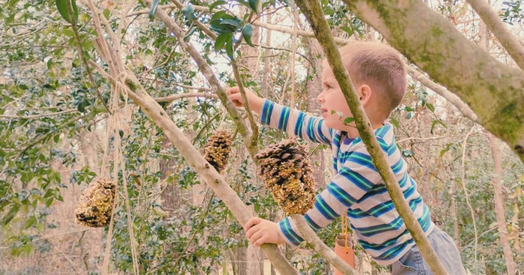 Child hangs pinecone bird feeders in the trees to feed the birds. preschool bird activities, preschool bird books, bird activities for preschoolers, pinecone bird feeder, binoculars toilet paper rolls