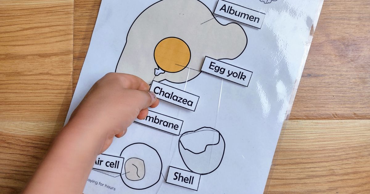 How to dissect an egg with your 3-5 year old.