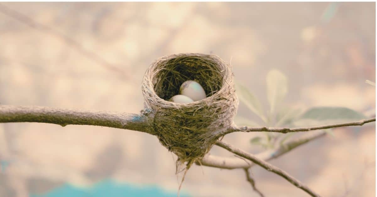 Egg Facts for Kids: A Fun Guide to Egg-Laying Animals