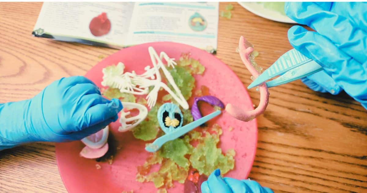 Frog Dissection Kit: Explore Amphibian Anatomy