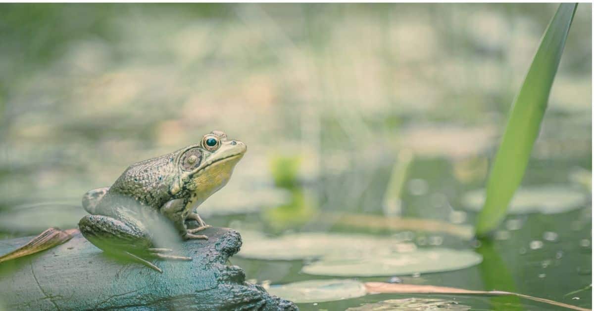 25+ Frog Activities for Preschoolers: Fun & Play Based