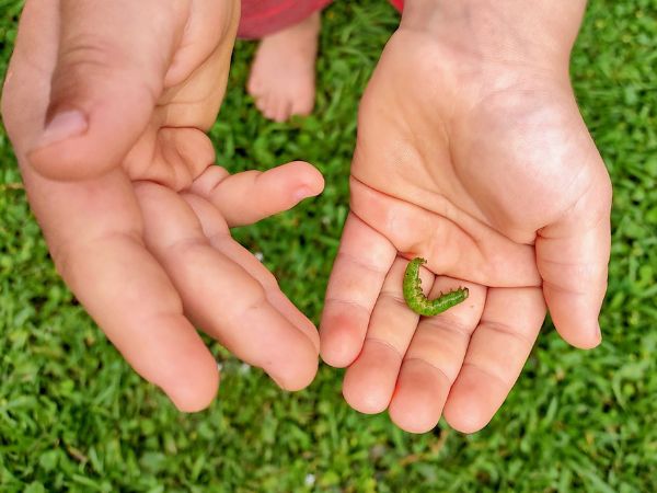 3-5 year old holds caterpillar. Preschool science activities, bug activities for preschoolers, insect activities for preschoolers