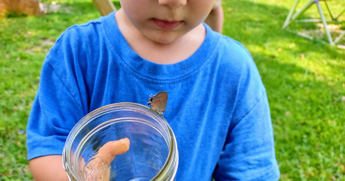 How to teach your 3-5 year old at home with Ii is for Insect.