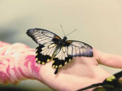 What is an Insect for Kids + 3 Free Printables