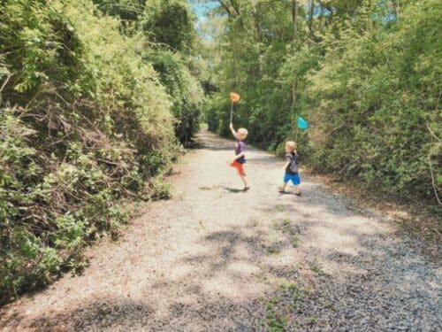 What is an Insect for Kids + 3 Free Printables