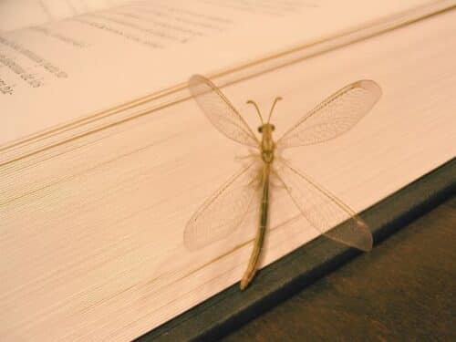 What is an Insect for Kids + 3 Free Printables