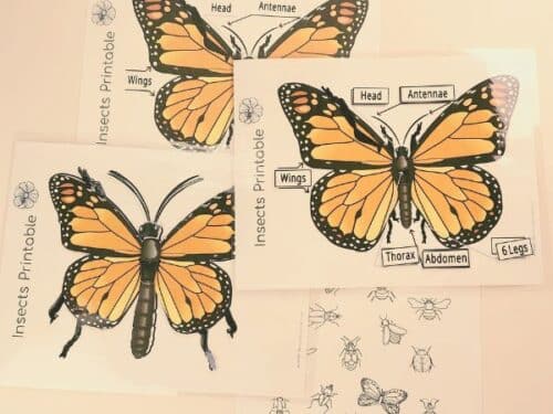 What is an Insect for Kids + 3 Free Printables