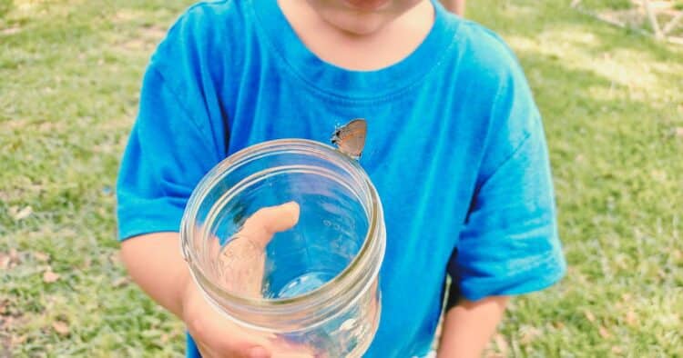 What is an Insect for Kids + 3 Free Printables