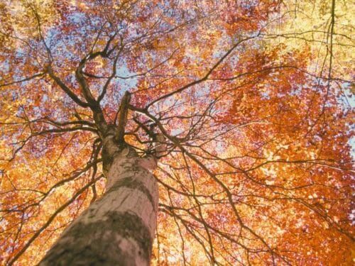 Fall Activities for Preschoolers: 30 Fun Crafts, Science Experiments ...