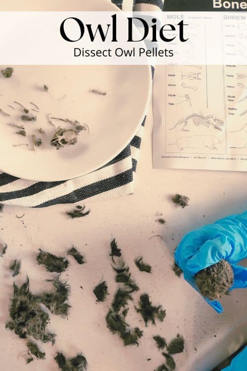dissect owl pellets