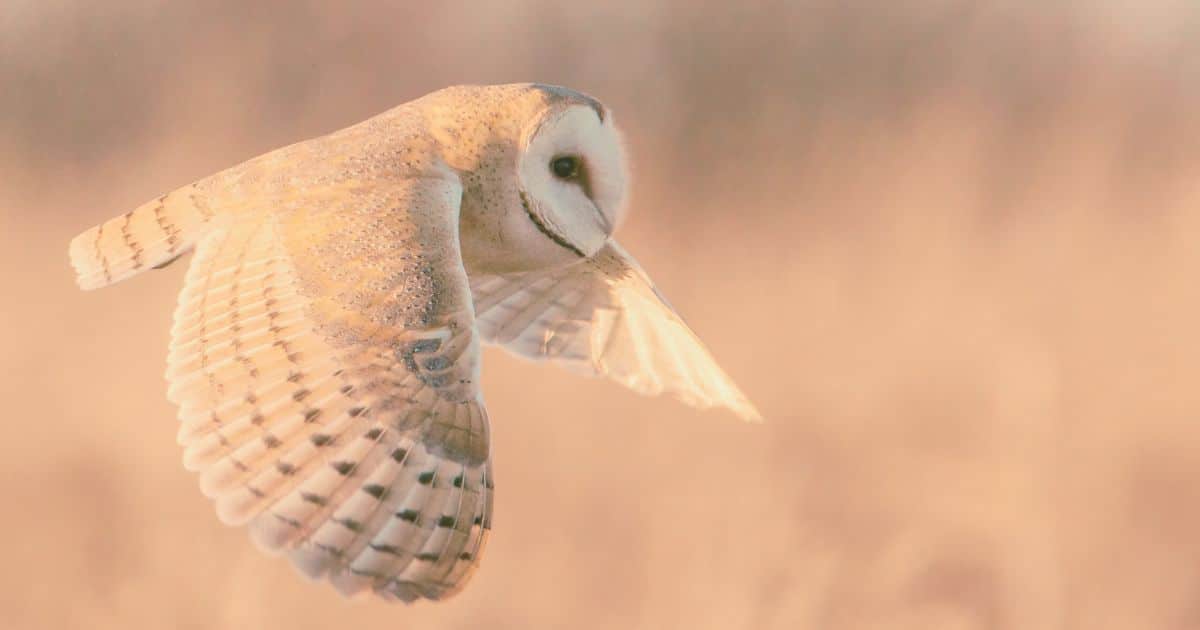 Owl Activities for Kids: Fun and Educational