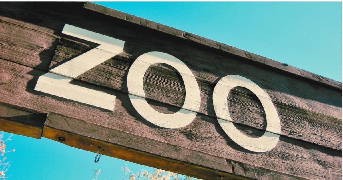 12 Fun & Easy Zoo Activities for Preschoolers That Make Learning Roar!