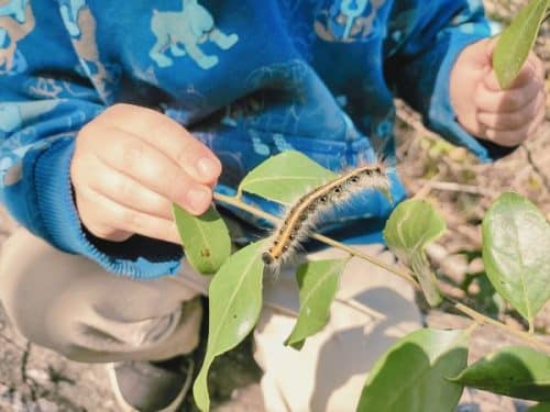 Bugs for Kids: The Most Versatile & Fun Bug-Sorting Game