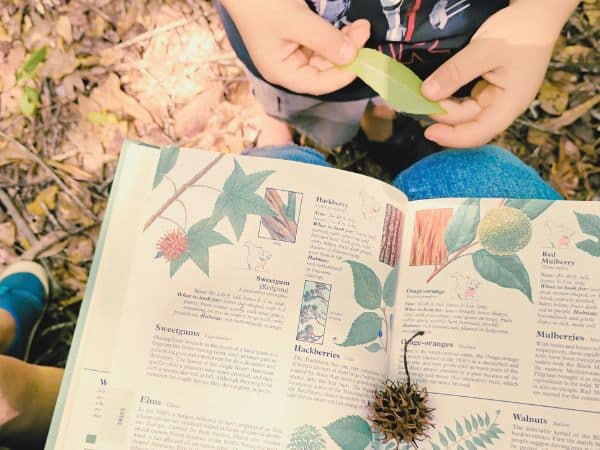 Child investigates a sweetgum seed. nature activities, kids in nature, independent learners, outdoor activities for kids, nature journaling