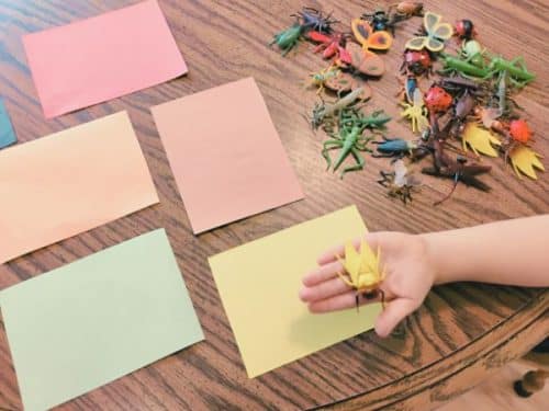 Bugs for Kids: The Most Versatile & Fun Bug-Sorting Game