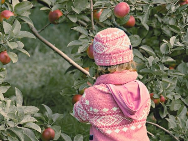 Child picking apples during harvest time. apple life cycle, free printable, apple theme activities