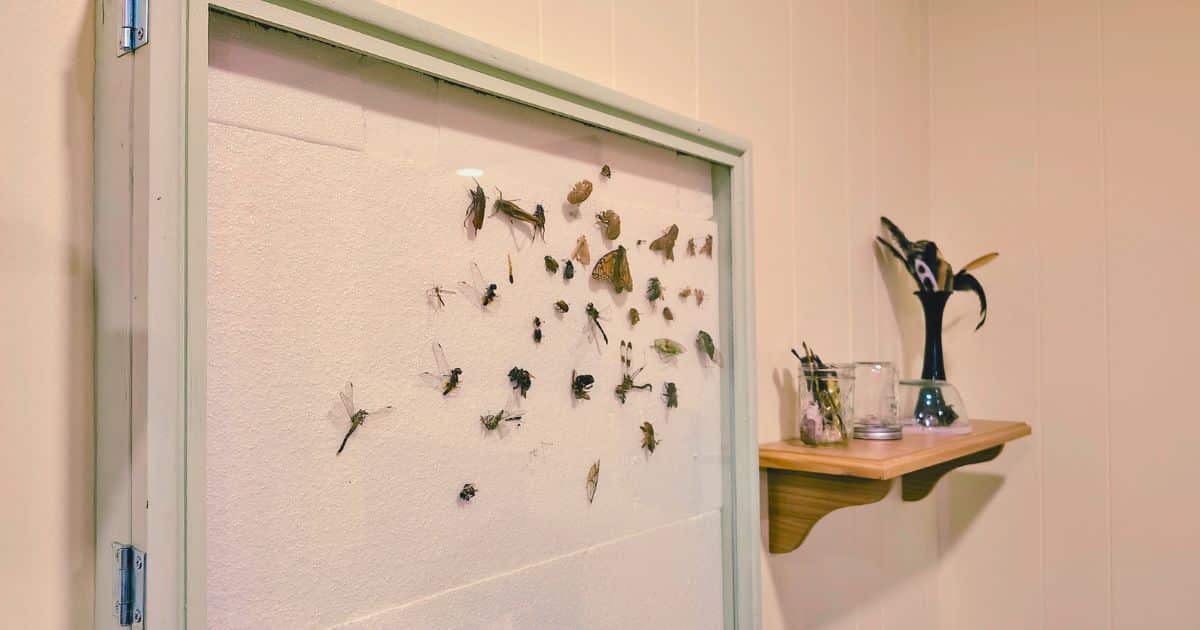 DIY Insect Display Case: A Fun & Easy Way to Showcase Bugs